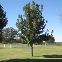 Burr Oak