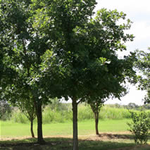 Cedar Elm