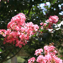 Crape Myrtle (Fuscia)