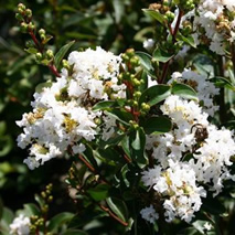 Crape Myrtle (Red)