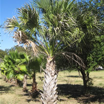 Sable Palm