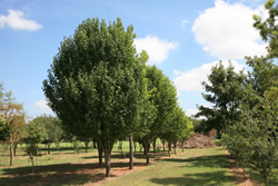 Trees of Texas